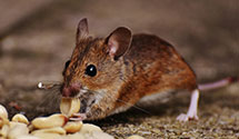 24 Hour & Emergency Exterminators in Neche, ND